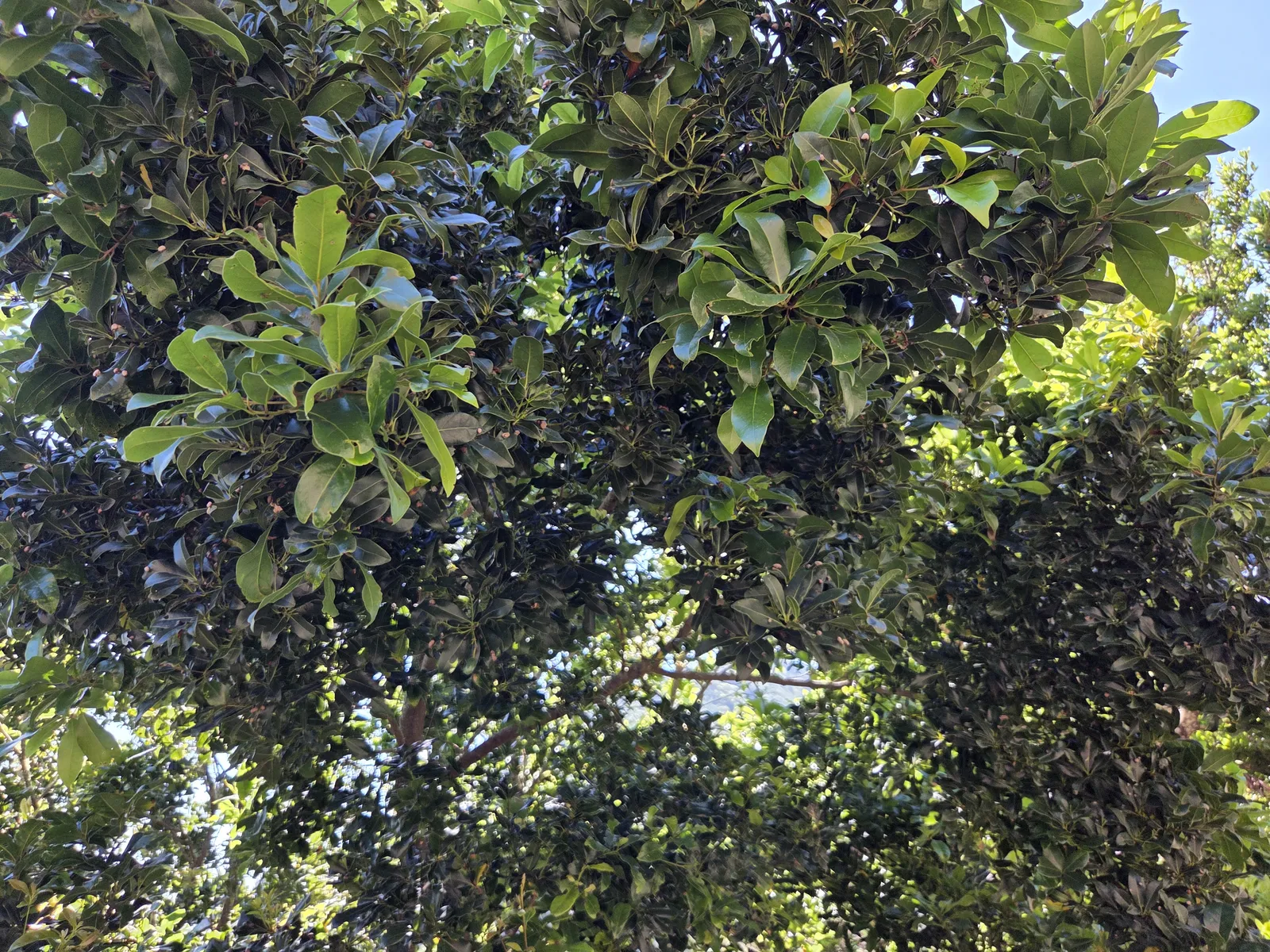 Vegetación de laurisilva en el Parque Rural de Anaga