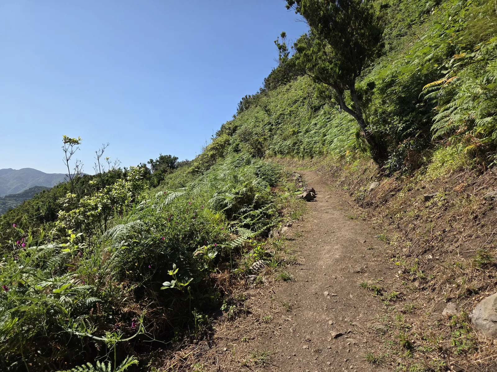 Sendero de tierra entre helechos y vegetación de Anaga