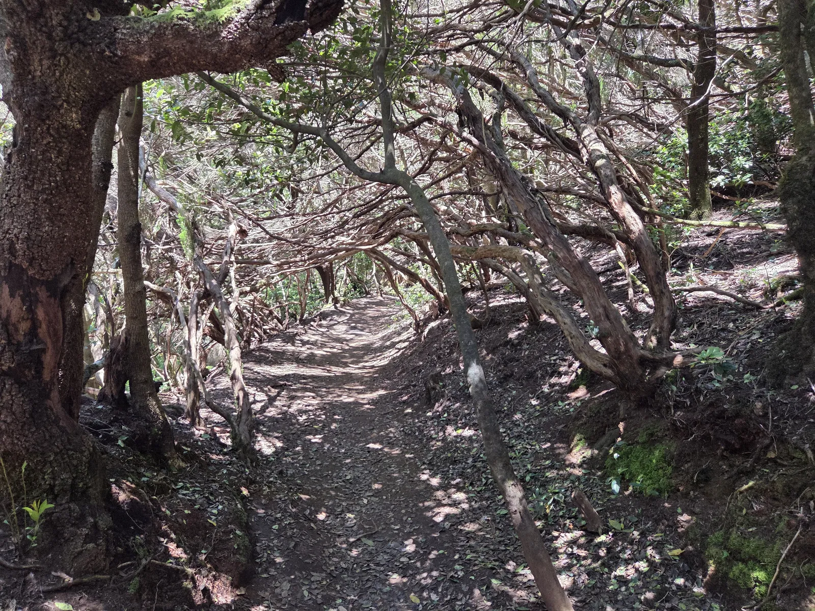 Camino bajo la vegetación del bosque de Cruz del Carmen