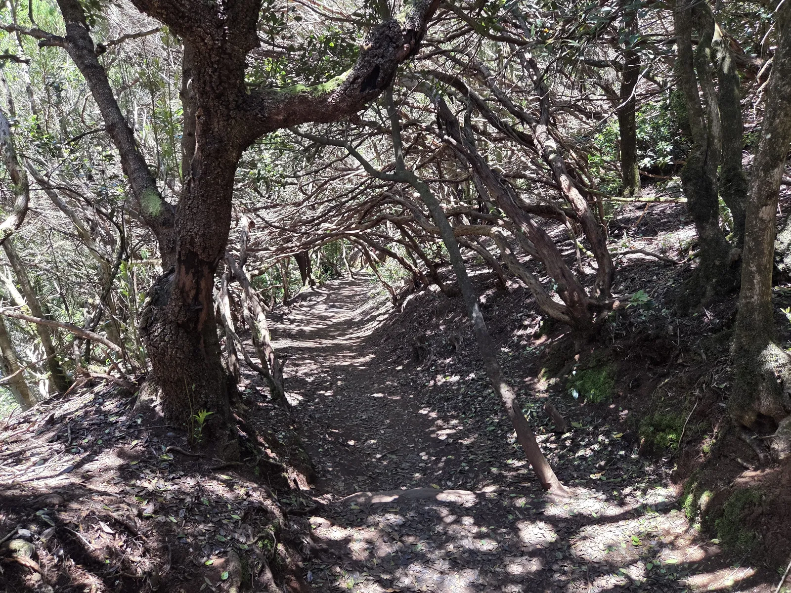 Camino de tierra bajo árboles de laurisilva en Cruz del Carmen